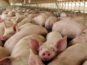 Pigs owned by Agrosuper stand together in a pen in Peralillo, Chile, south of Santiago Tuesday, Dec. 28, 2004. The Chilean pork producing company is implementing a program to eliminate methane fumes from animal waste. (AP Photo/Tomas Munita) CHILE CLIMATE MANURE ROUTE
