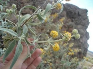 Buddleja-araucana