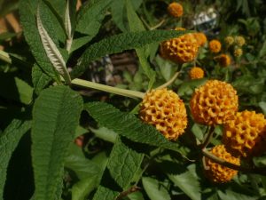 Pañil (Buddleja globosa) Foto de Sara Itkin